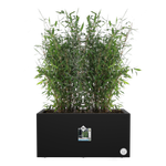 vivo next long 60cm living noir